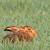 Feldhase Copyright Julia Keller